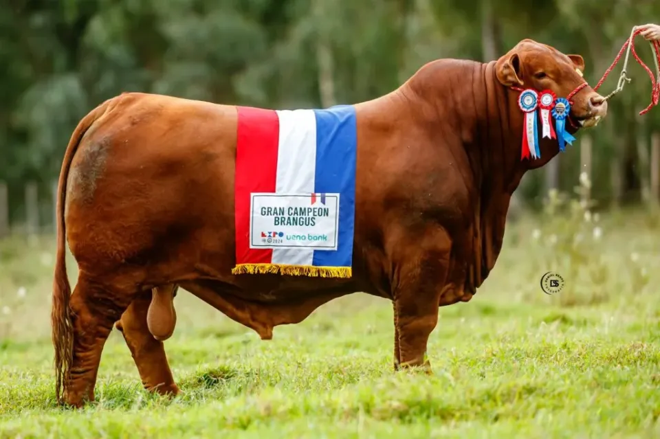 Paraguayan bull crowned best Brangus in the world