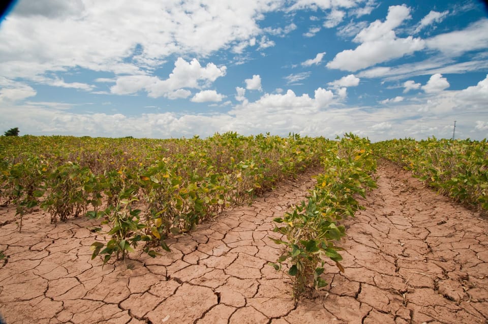 How Small Producers in Capiibary Are Beating the Drought with Innovation